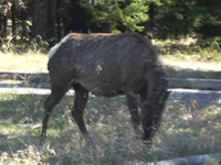 Elk