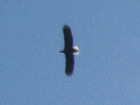 Eagle soaring overhead