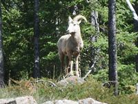 Mountain goat
