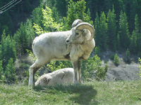 Bighorn sheep are molting