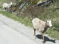 walking mountain goats
