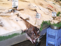 monkfish that scared lots of kids