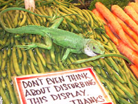 Don't even think about disturbing this display!