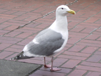 Hungry sea gull