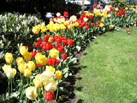 Tulips by entrance